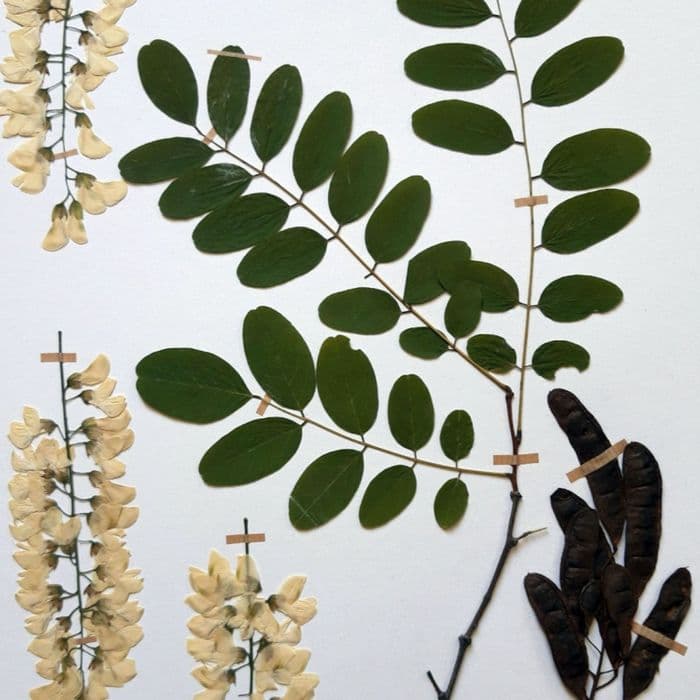 Illustration de l'événement : Atelier de création d'une planche d'herbier