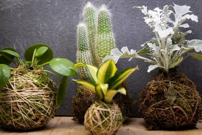 Illustration de l'événement : Atelier : création de Kokedama