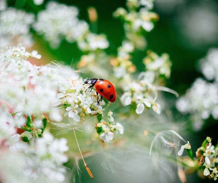 Illustration de l'événement : Pourquoi les insectes sont-ils si importants ?