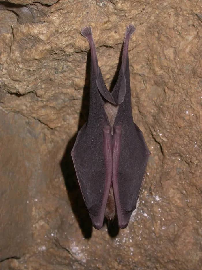 Illustration de l'événement : Nuit internationale de la chauve-souris à la Brèche au Diable