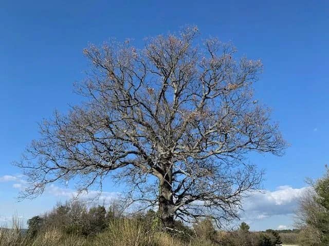 Illustration de l'événement : Reconnaître les arbres en hiver