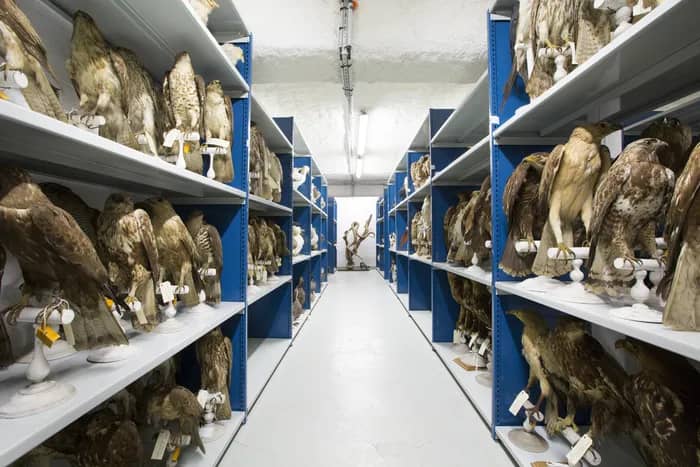 Illustration de l'événement : Visite guidée : rencontre avec une restauratrice de taxidermies