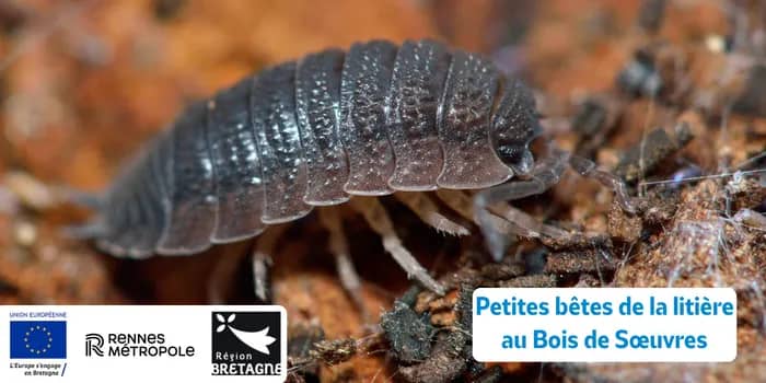 Illustration de l'événement : Petites bêtes de la litière au Bois de Sœuvres