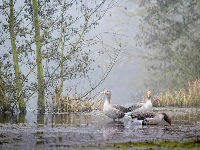 Illustration de l'événement : Explorez la magie de la photo animalière