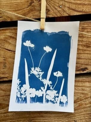 Illustration de l'événement : Atelier cyanotype