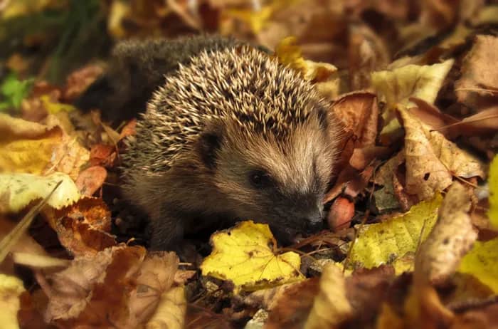 Illustration de l'événement : BOULOGNE-BILLANCOURT - Balade guidée : 🐿️🍂 À la découverte du garde-manger de la faune sauvage du Parc de Billancourt