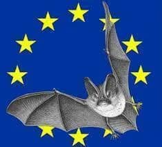 Illustration de l'événement : Nuit Internationnale de la Chauve-souris