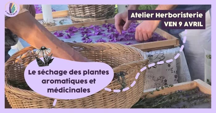 Illustration de l'événement : Atelier herboristerie : Le séchage des plantes aromatiques et médicinales