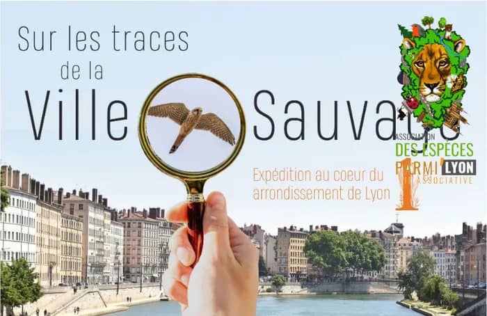 Illustration de l'événement : Balade biodiversité avec "Des Espèces Parmi'Lyon" // Pentes de la Croix-Rousse