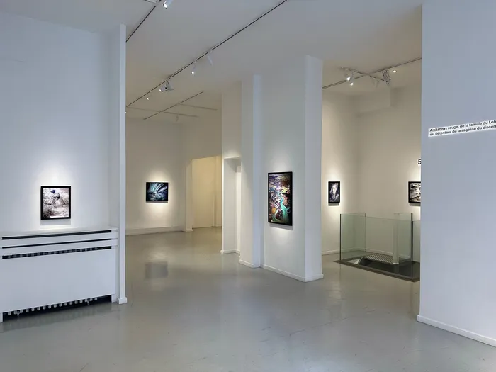Illustration de l'événement : Exposition de Matthieu Ricard, Vol commercial - Galerie Françoise Livinec