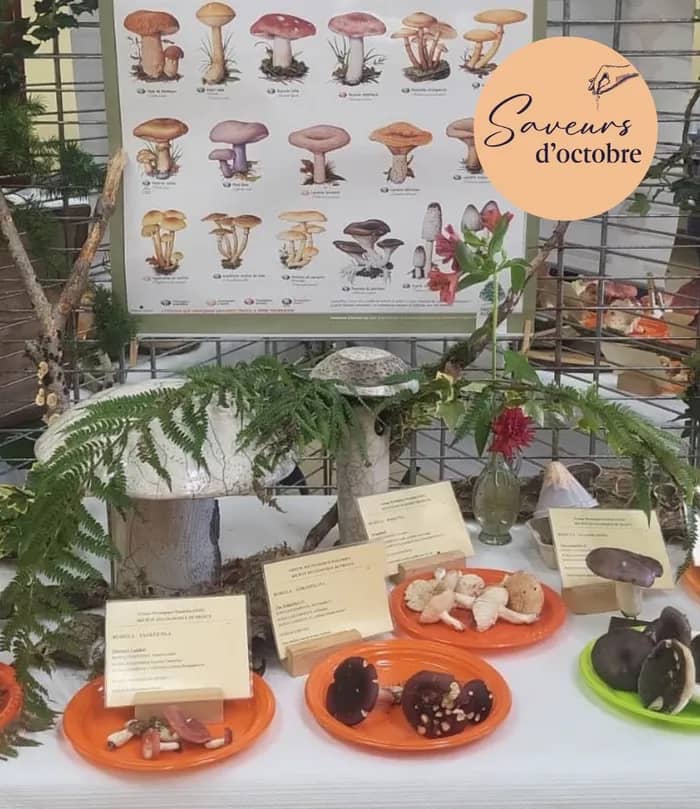 Illustration de l'événement : Week-end Champignons : l'exposition - Saveurs d'Octobre