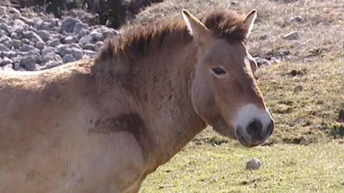 Illustration de l'événement : Docu givré « Przewalski, le dernier cheval sauvage » (Dominique Garing et Laurent Charbonnier · 52 min · 2005)