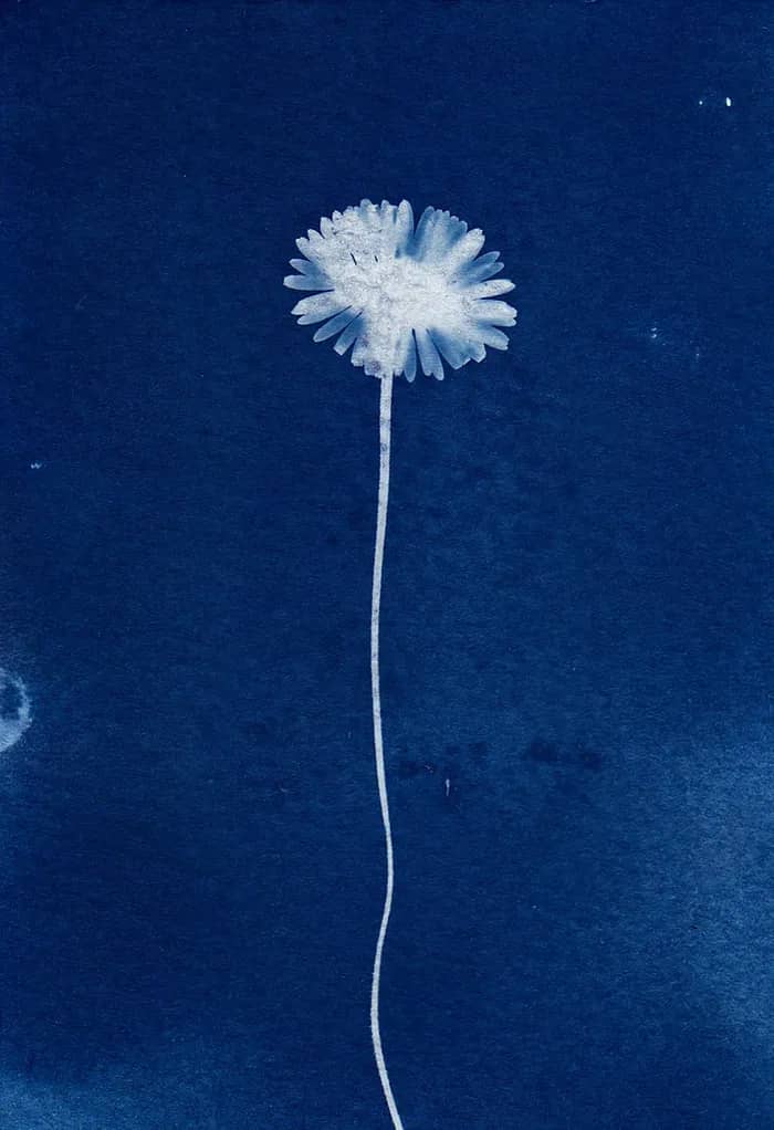 Illustration de l'événement : Atelier cyanotypes et anthotypes pour la Fête de la Science 2026