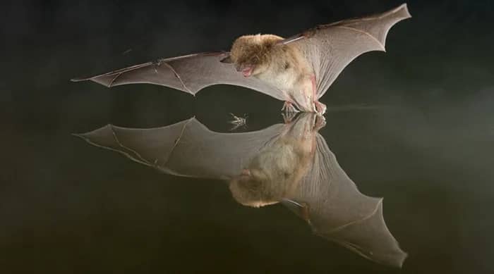 Illustration de l'événement : Soirée Chauve-souris