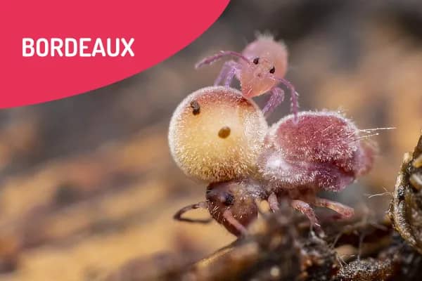 Illustration de l'événement : Ciné-débat - "Planète Collemboles : la vie secrète des sols"