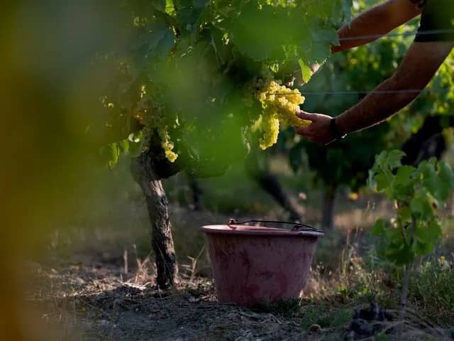 Illustration de l'événement : Le Patrimoine Culturel Immatériel du Sud Charente : la transmission et la sauvegarde du patrimoine gastronomique