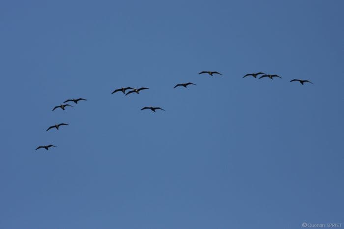 Illustration de l'événement : Balade naturaliste : ballet des oiseaux