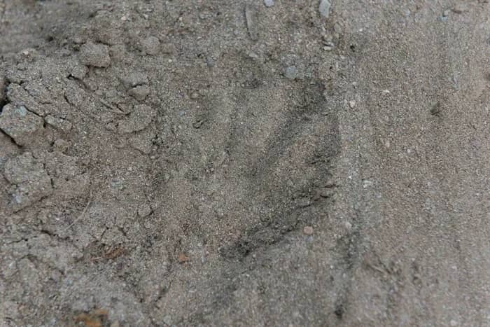 Illustration de l'événement : Traces et empreintes