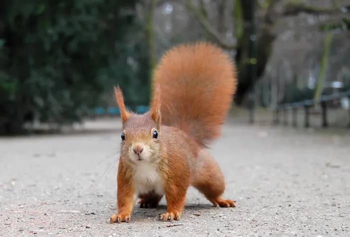 Illustration de l'événement : Faune sauvage du parc : le milieu forestier