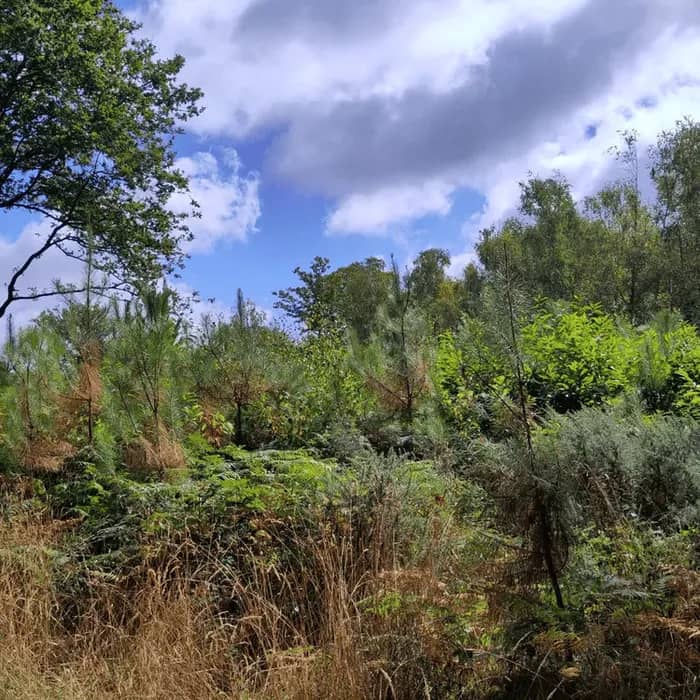 Illustration de l'événement : À la découverte des secrets des forêts et de leur gestion