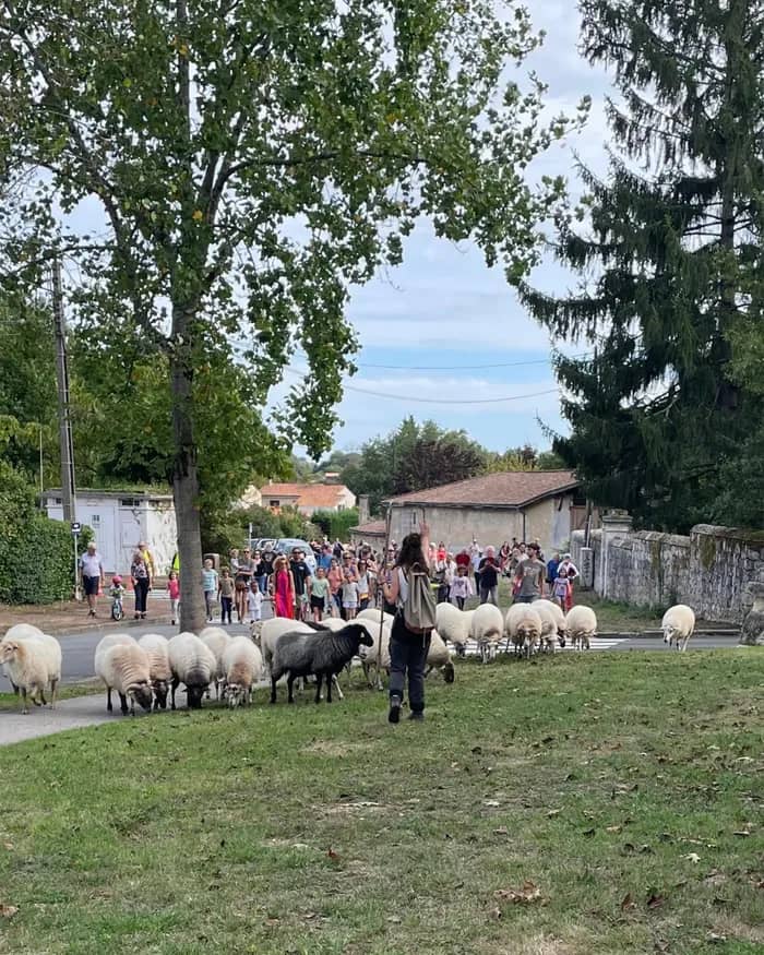 Illustration de l'événement : Transhumance des brebis du parc des Coteaux à Cenon