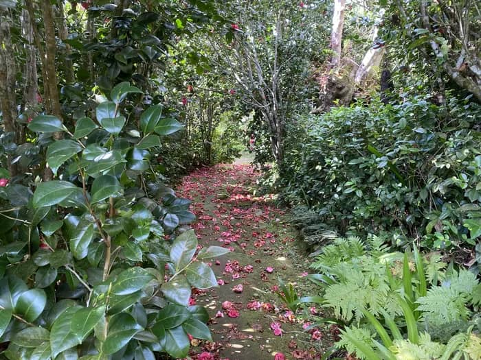 Illustration de l'événement : Des hommes et des plantes à La Réunion: découverte du jardin de La Vallée Heureuse