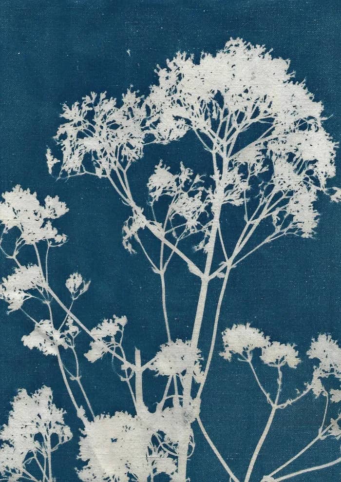 Illustration de l'événement : Exposition L'empreinte d'un jardin