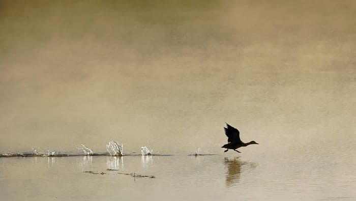 Illustration de l'événement : Les oiseaux hivernants