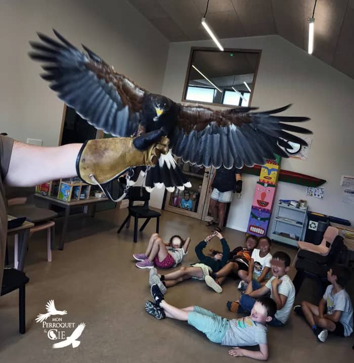 Illustration de l'événement : À la rencontre des rapaces