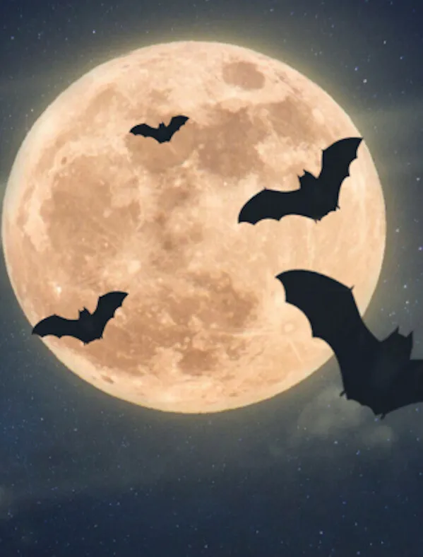 Illustration de l'événement : Nuit de la Chauve-souris au Château de Crévecoeur-en-Auge