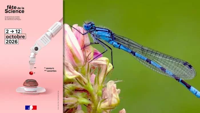 Illustration de l'événement : Services écosytémiques rendus par les insectes aquatiques #FDS2026