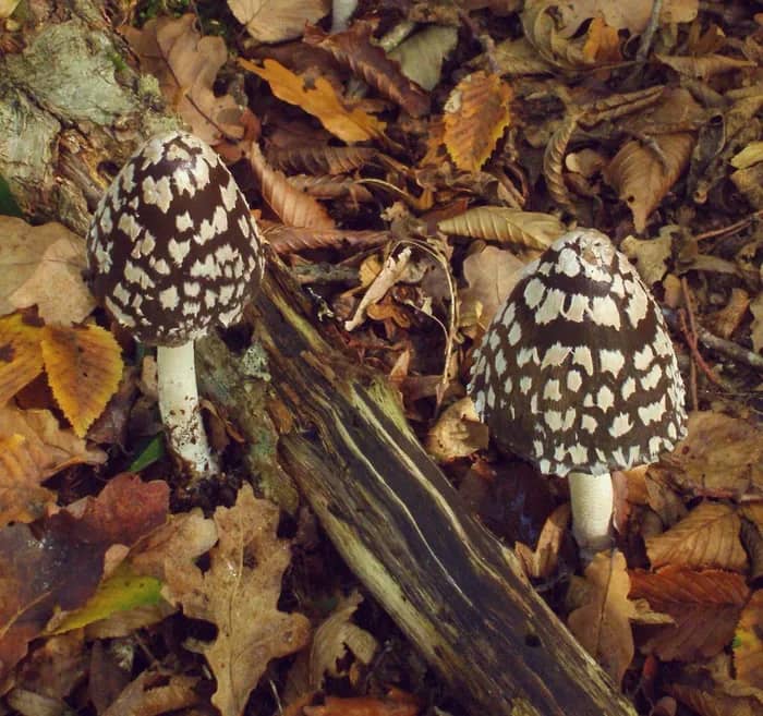 Illustration de l'événement : Champignons forestiers et couleurs d'automne