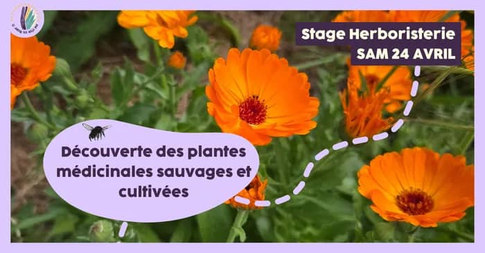 Illustration de l'événement : Stage 1 jour : Découverte des plantes médicinales sauvages et cultivées
