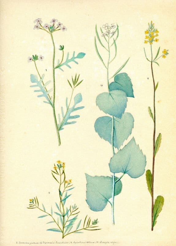 Illustration de l'événement : Exposition : « Les herbiers : à la rencontre de la beauté du monde »
