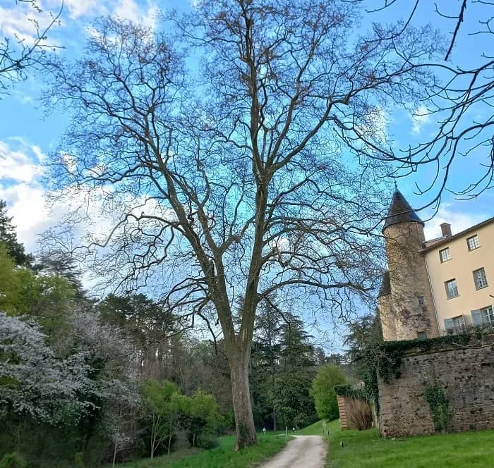 Illustration de l'événement : Découverte des arbres du parc du château de Curis