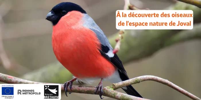 Illustration de l'événement : À la découverte des oiseaux de l'espace naturel de Joval