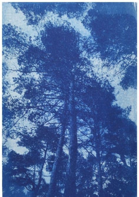 Illustration de l'événement : Atelier d'initiation au Cyanotype avec Laétitia Harder "à l'ombre des mots"