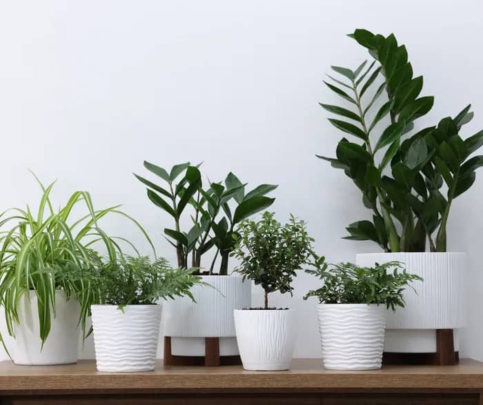 Illustration de l'événement : Des plantes à foisons