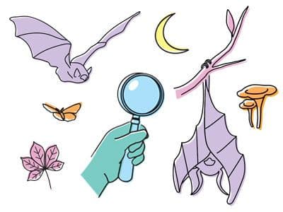 Illustration de l'événement : SEVRES : A la découverte des ombres volantes et autres animaux nocturnes !