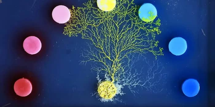 Illustration de l'événement : “Le Blob, un génie sans cerveau", un film documentaire de Jacques Mitsch
