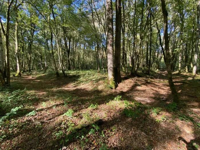 Illustration de l'événement : Les vestiges du Moyen Âge dans la forêt de Mondragon