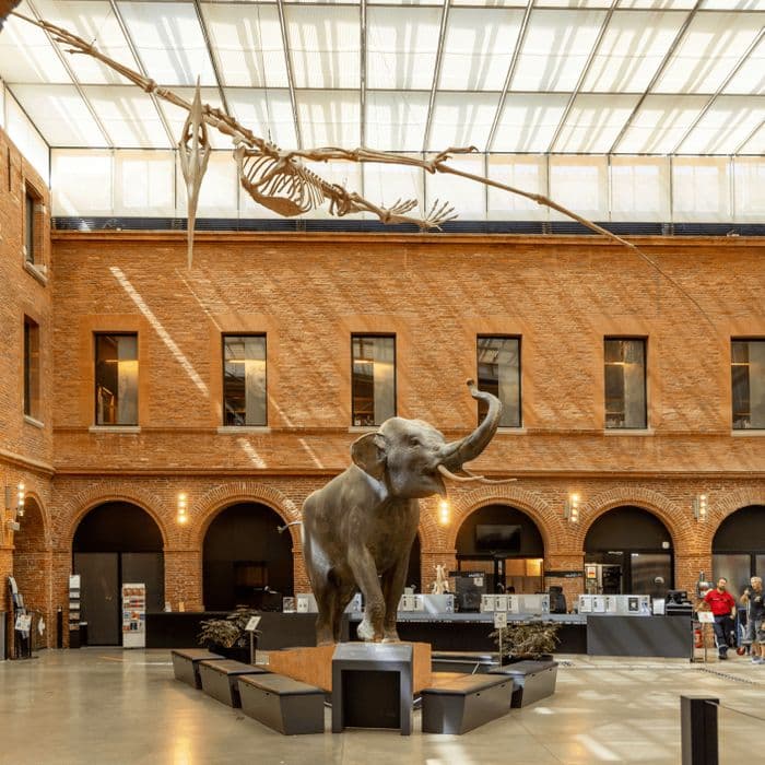 Illustration de l'événement : Journées Européennes du Patrimoine au Muséum de Toulouse