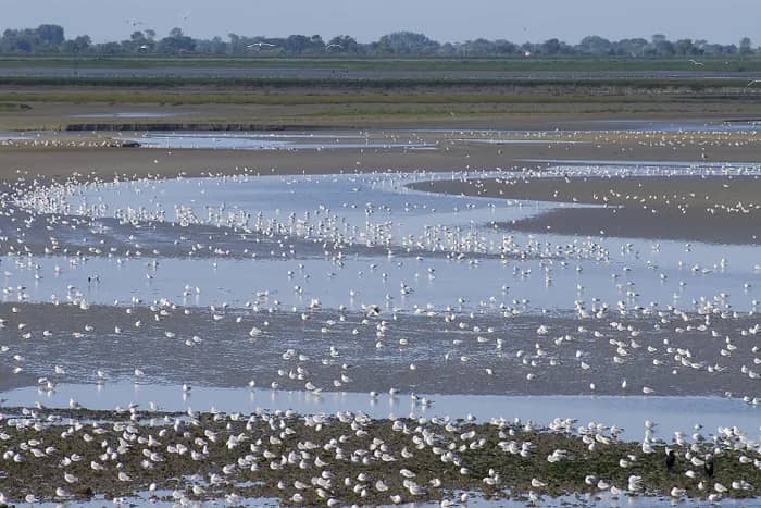 Illustration de l'événement : Oiseaux, phoques et flore de la Réserve naturelle de la Baie de Somme