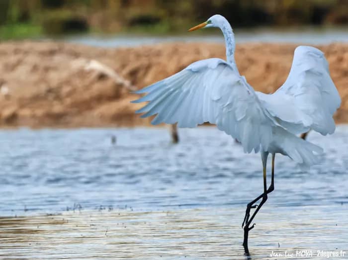Illustration de l'événement : Dans l’intimité de la réserve des marais du Vigueirat