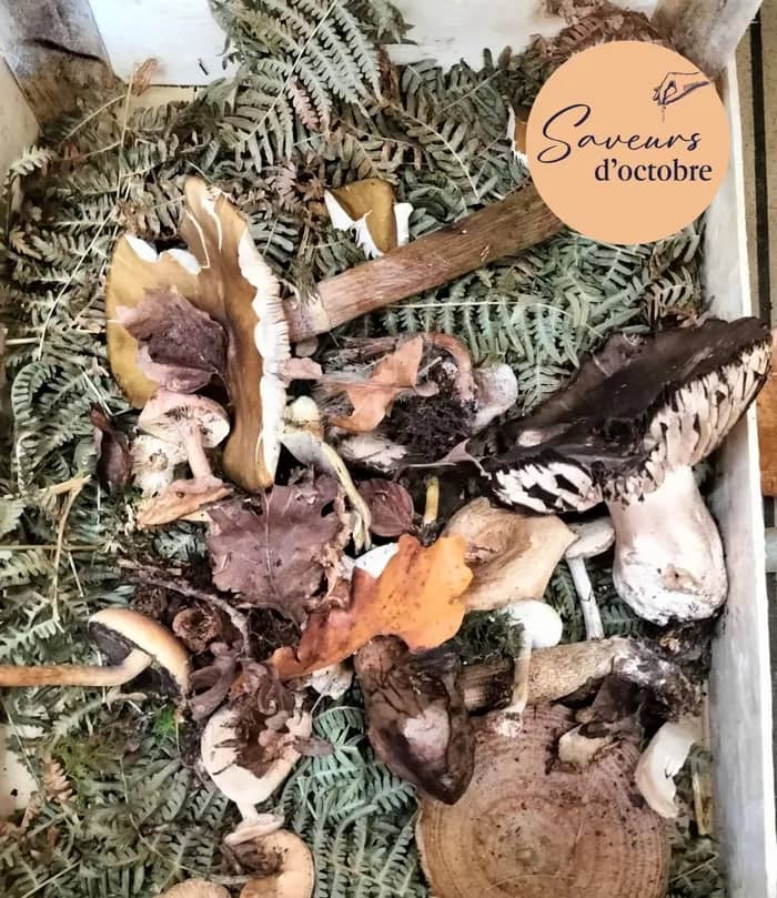Illustration de l'événement : Week-end Champignons : la cueillette - Saveurs d'octobre