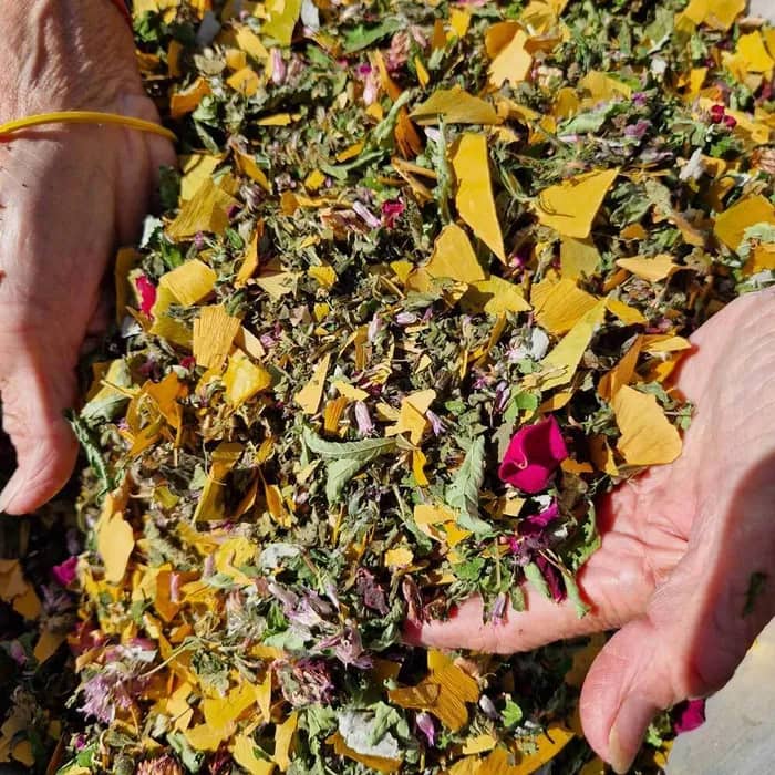 Illustration de l'événement : Visite : Les trésors aromatiques sauvages