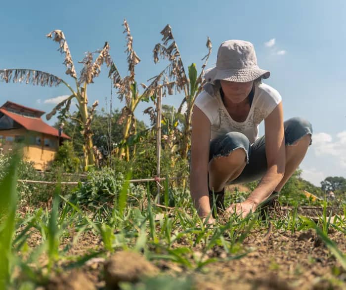 Illustration de l'événement : La plante en permaculture