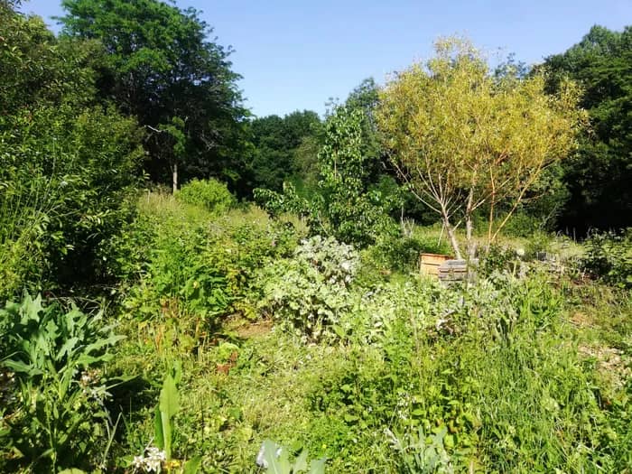 Illustration de l'événement : Visite de l'Oasis du Cens, jardin partagé