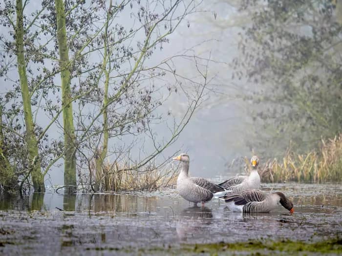 Illustration de l'événement : Capter la magie des ailes déployées