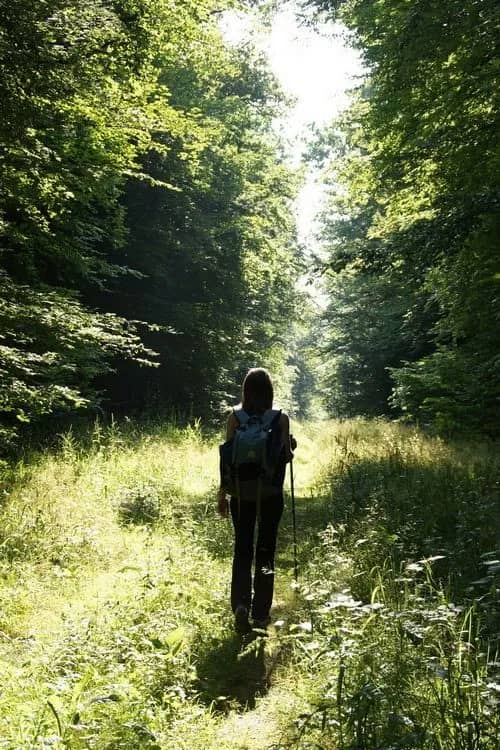 Illustration de l'événement : La forêt comment ça marche?